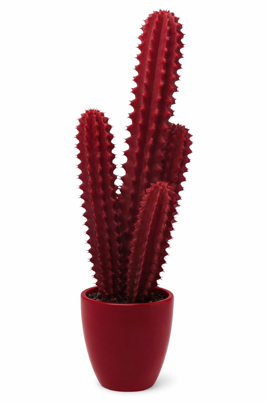 Prickly cactus