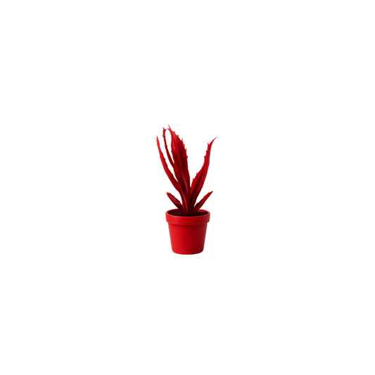 Aloe