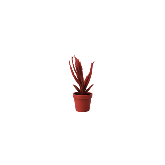 Aloe