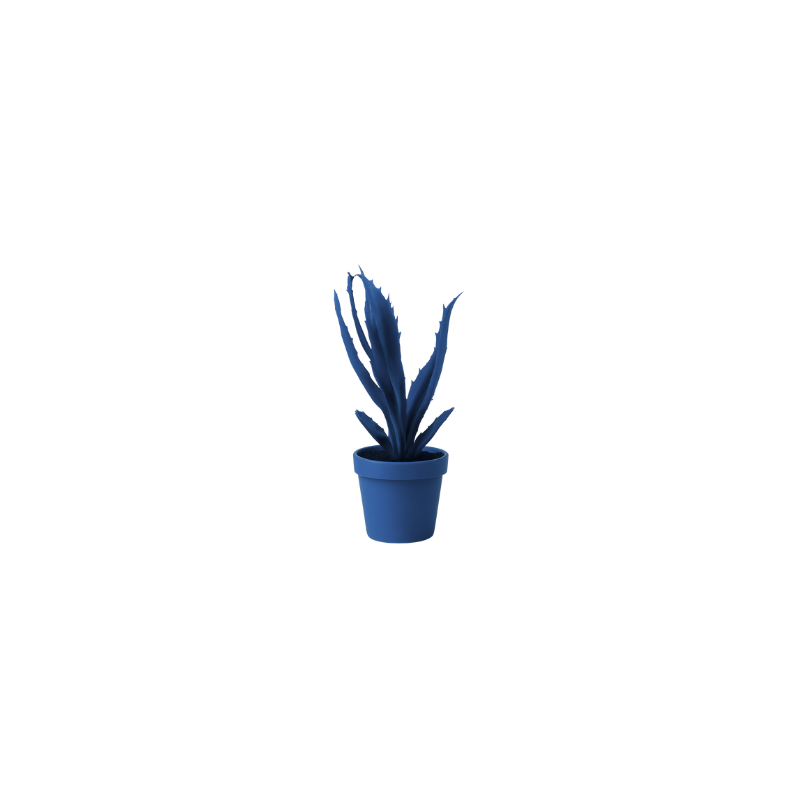 Aloe